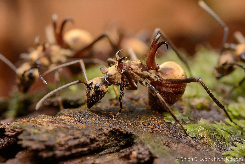 Detail Fishhook Ant Nomer 14
