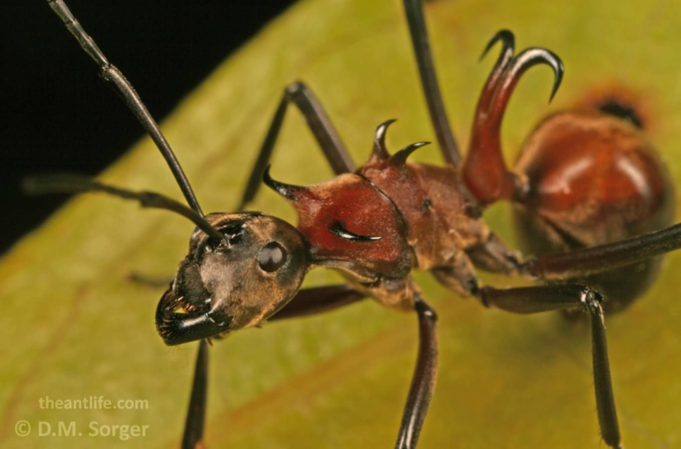 Detail Fishhook Ant Nomer 2