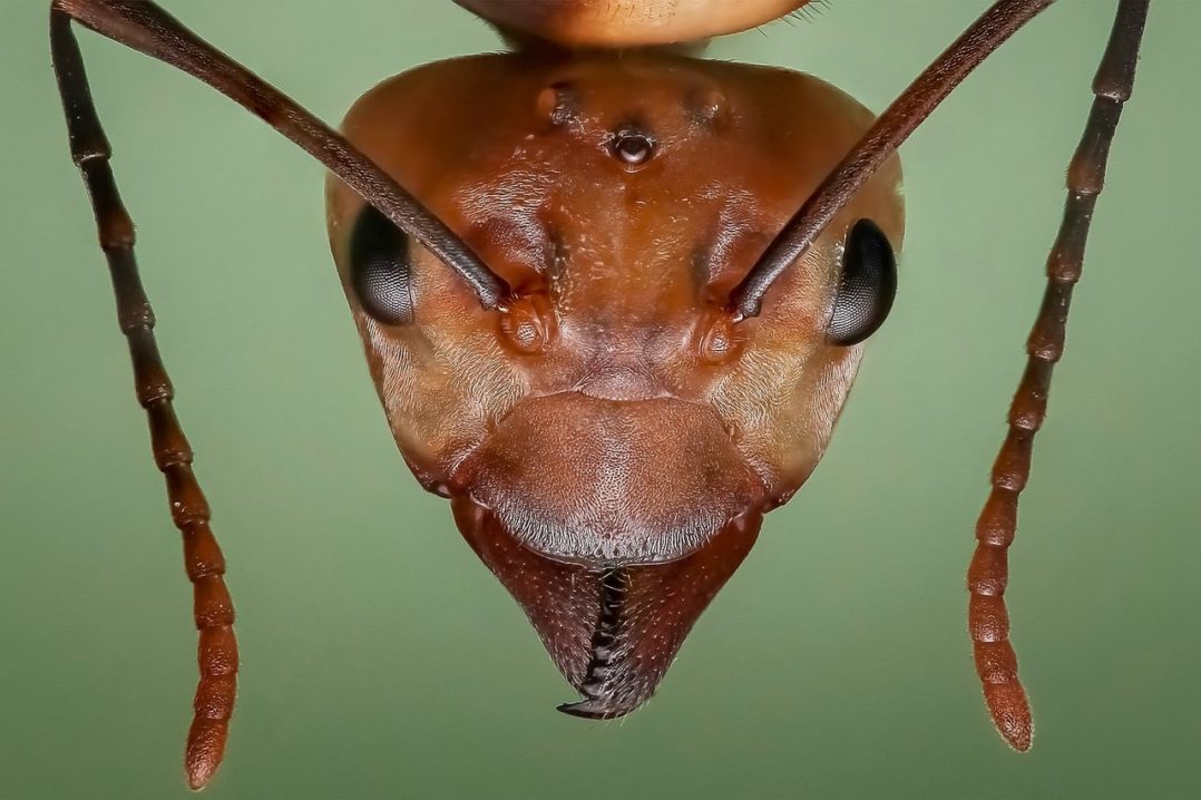 Detail Fishhook Ant Nomer 18