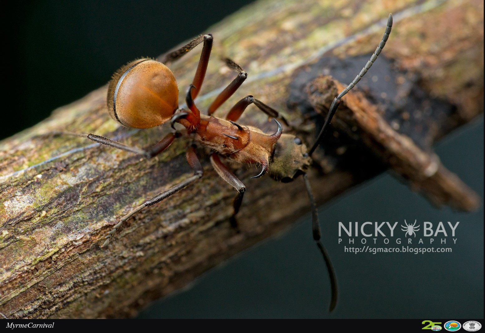 Detail Fishhook Ant Nomer 21