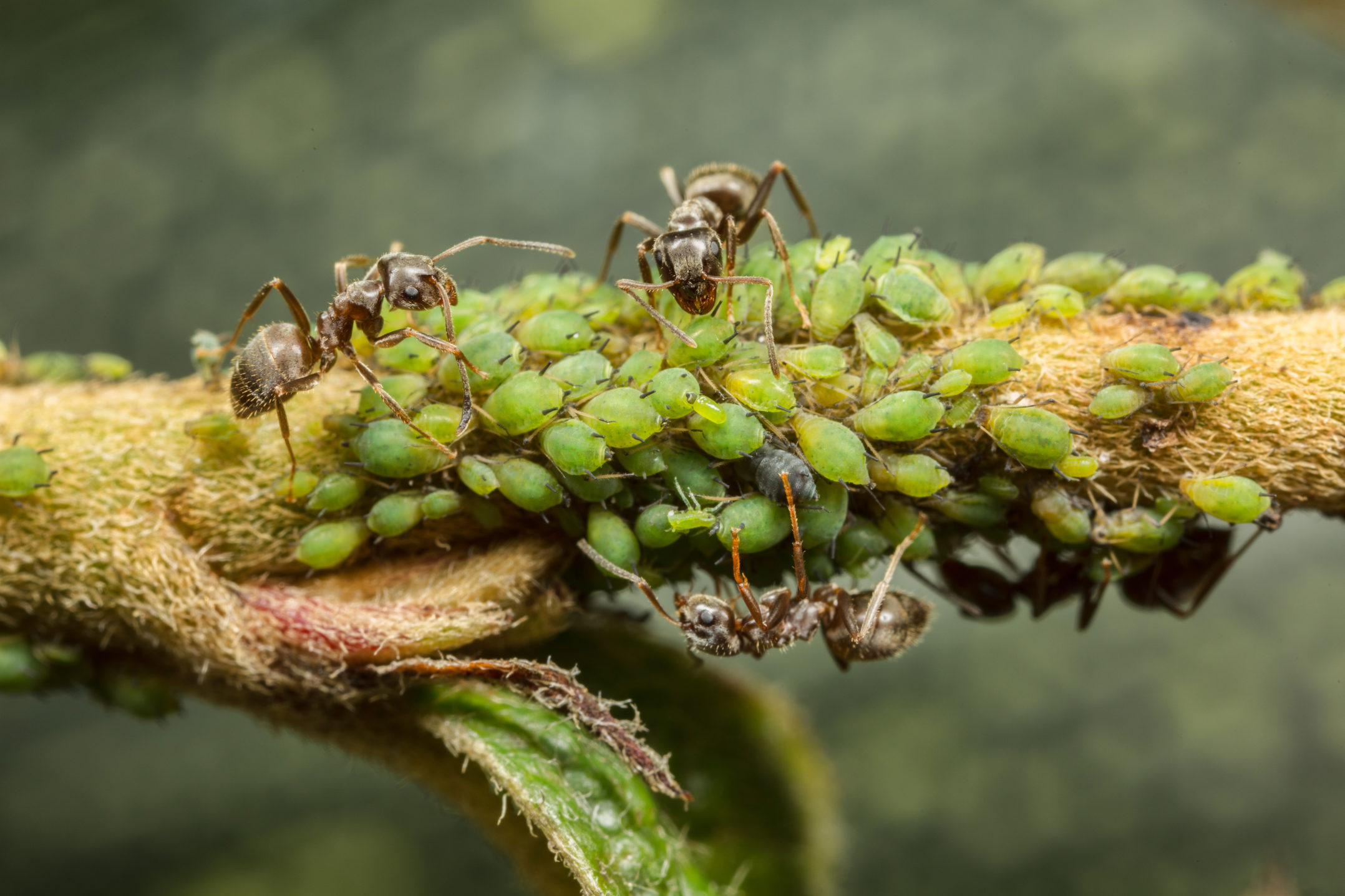 Detail Fishhook Ant Nomer 22