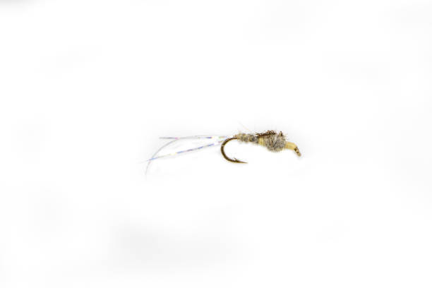Detail Fishhook Ant Nomer 24