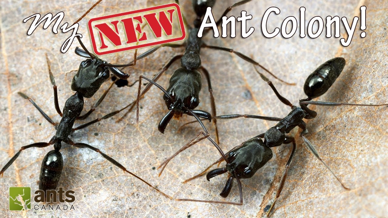 Detail Fishhook Ant Nomer 25