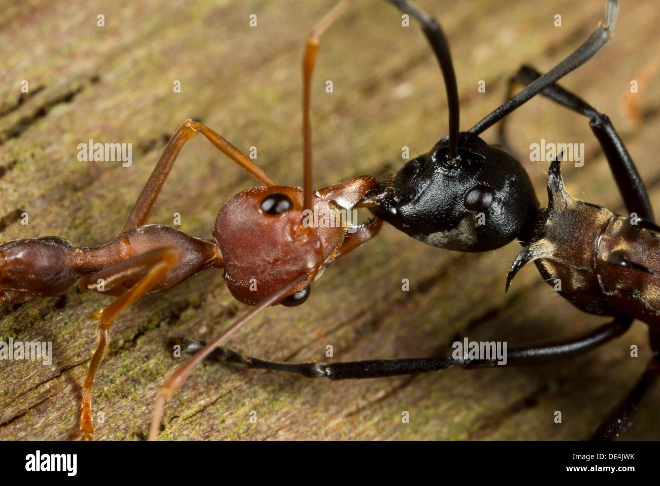 Detail Fishhook Ant Nomer 29
