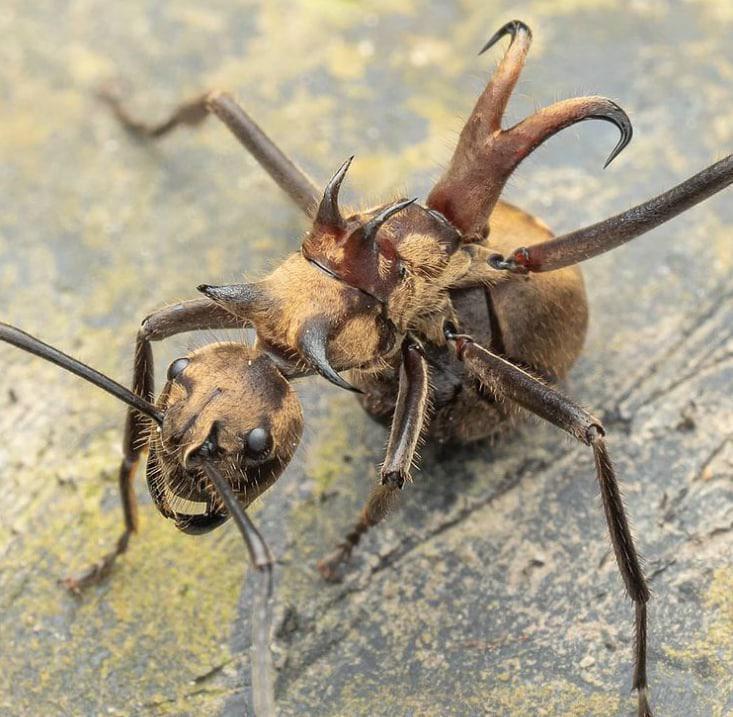 Detail Fishhook Ant Nomer 3