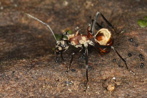 Detail Fishhook Ant Nomer 32