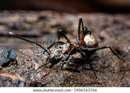 Detail Fishhook Ant Nomer 33