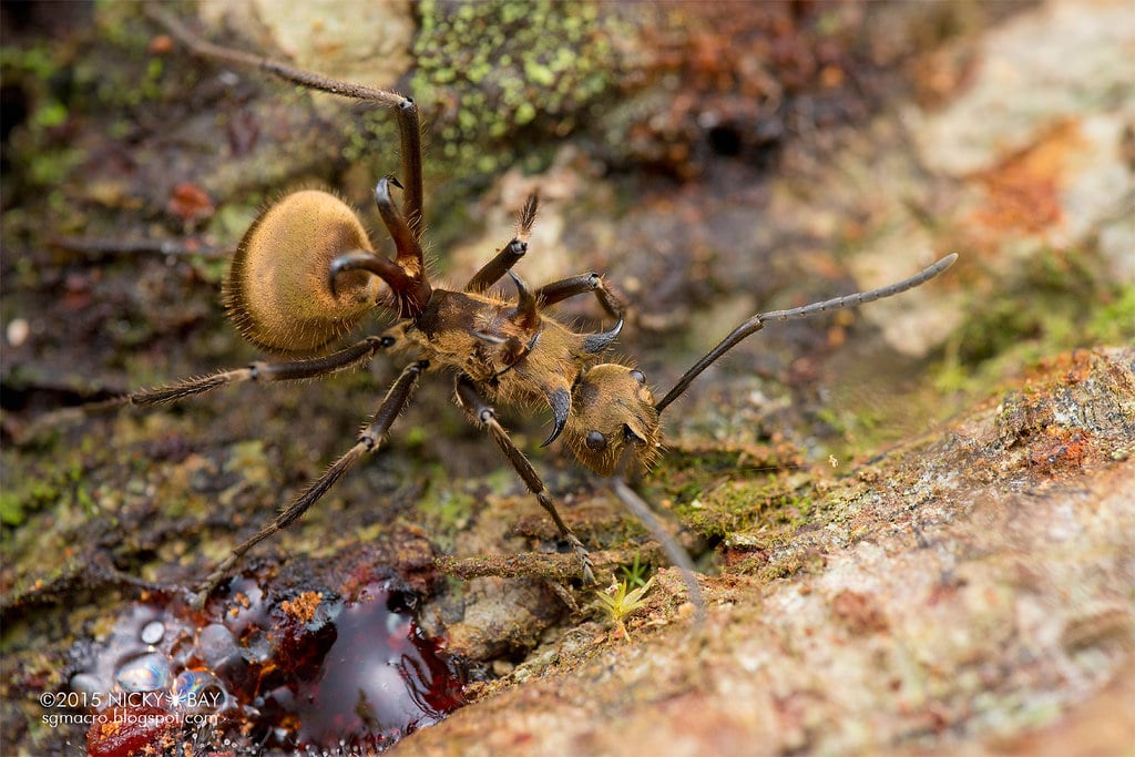 Detail Fishhook Ant Nomer 37