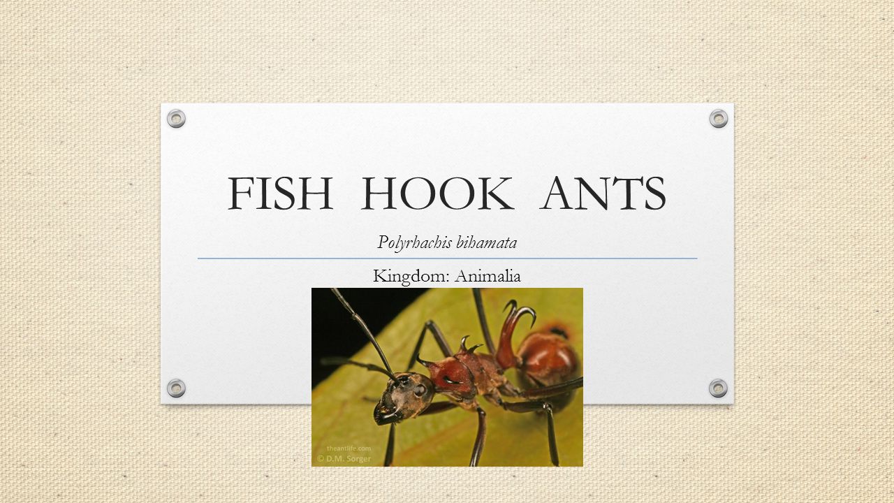 Detail Fishhook Ant Nomer 38