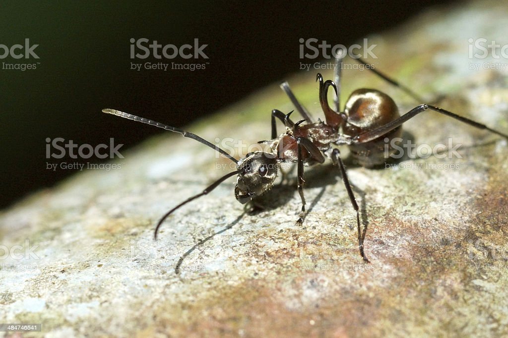 Detail Fishhook Ant Nomer 4