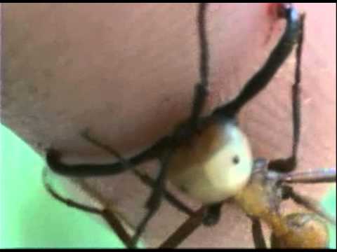 Detail Fishhook Ant Nomer 41