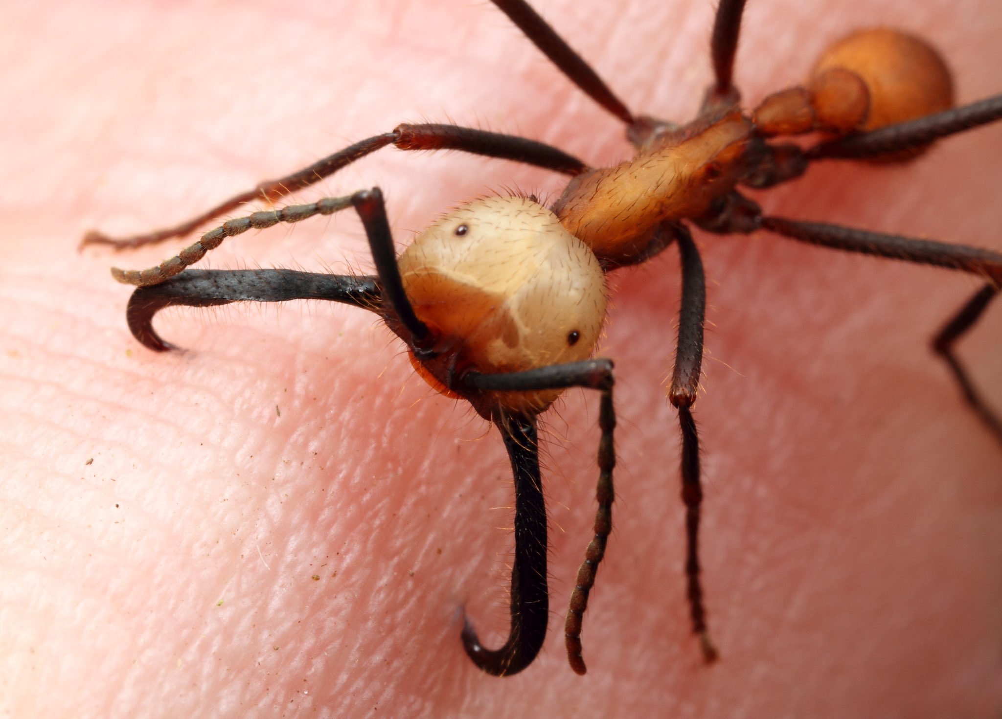 Detail Fishhook Ant Nomer 43