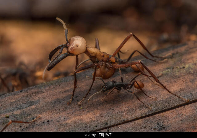 Detail Fishhook Ant Nomer 45