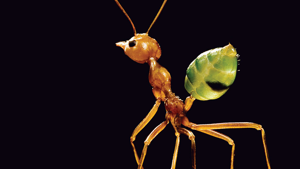 Detail Fishhook Ant Nomer 47