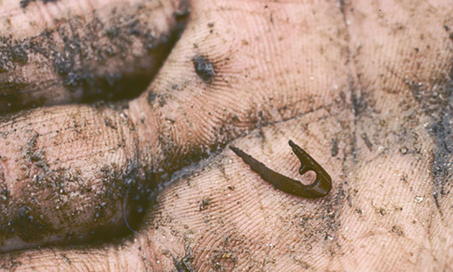 Detail Fishhook Ant Nomer 48