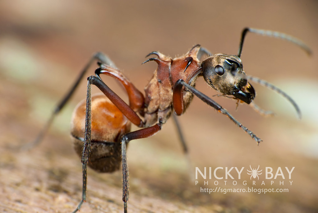 Detail Fishhook Ant Nomer 5