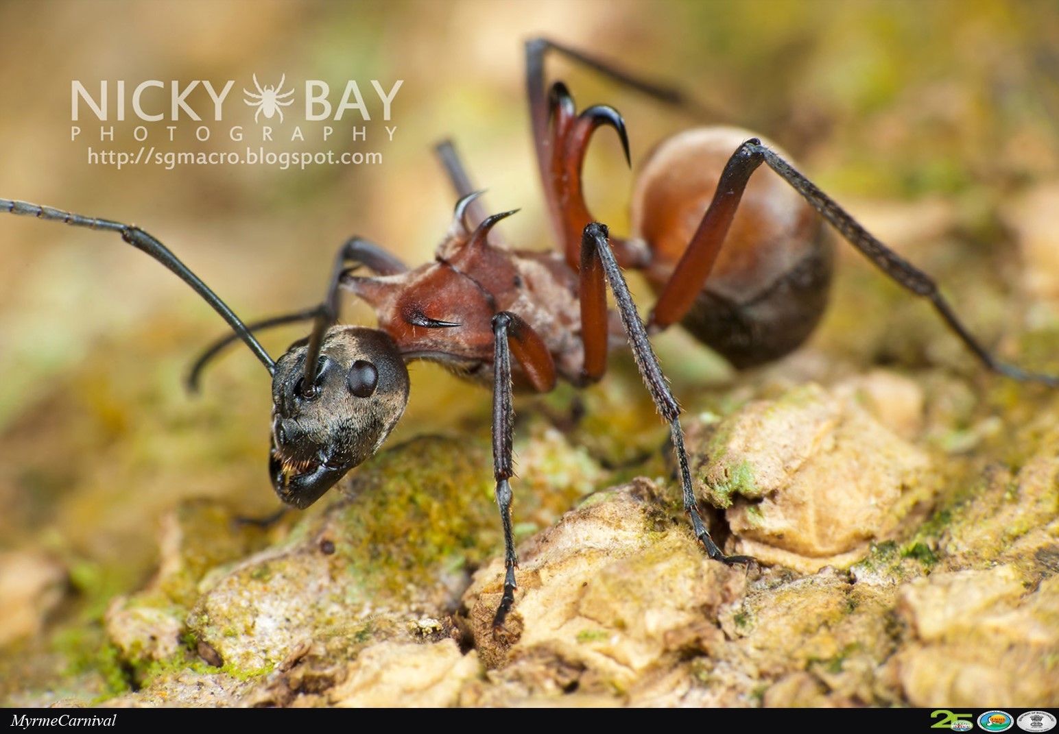 Detail Fishhook Ant Nomer 6