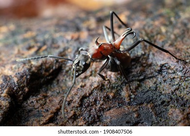 Detail Fishhook Ant Nomer 7