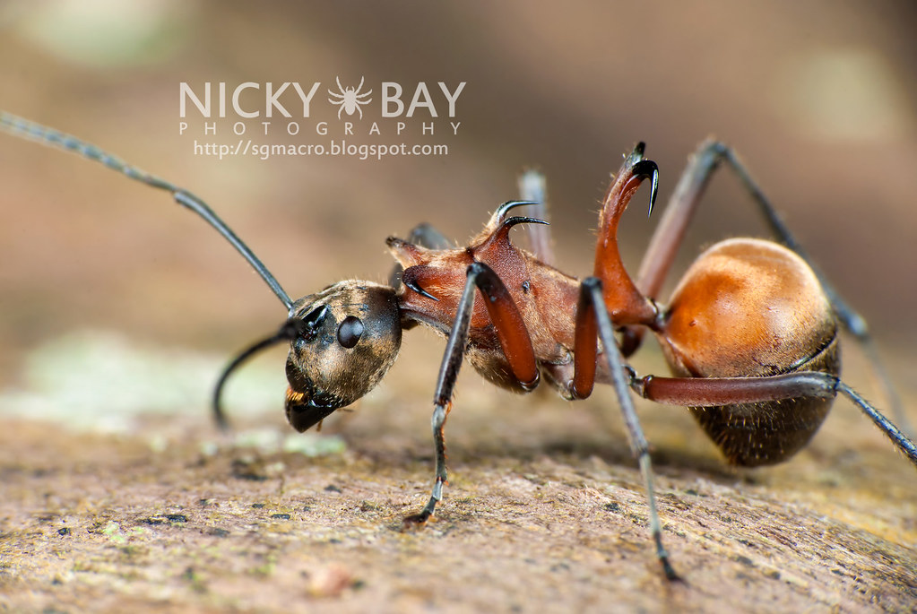 Detail Fishhook Ant Nomer 8