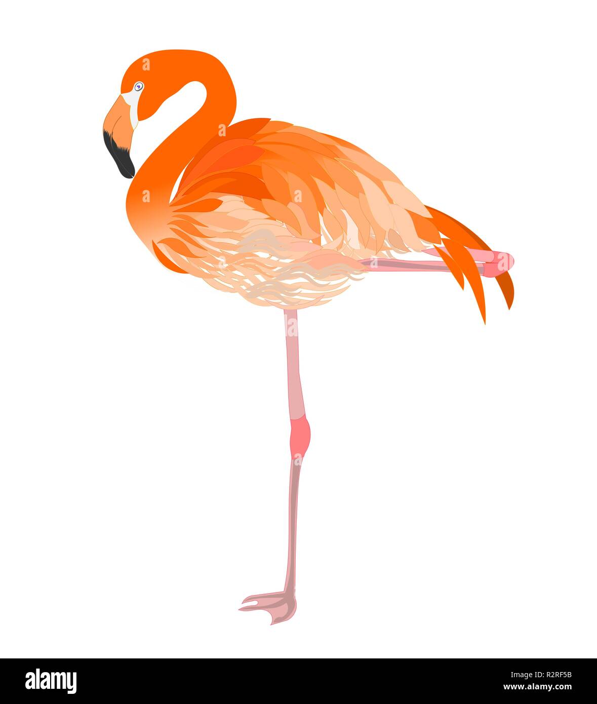 Orange Flamingo - KibrisPDR