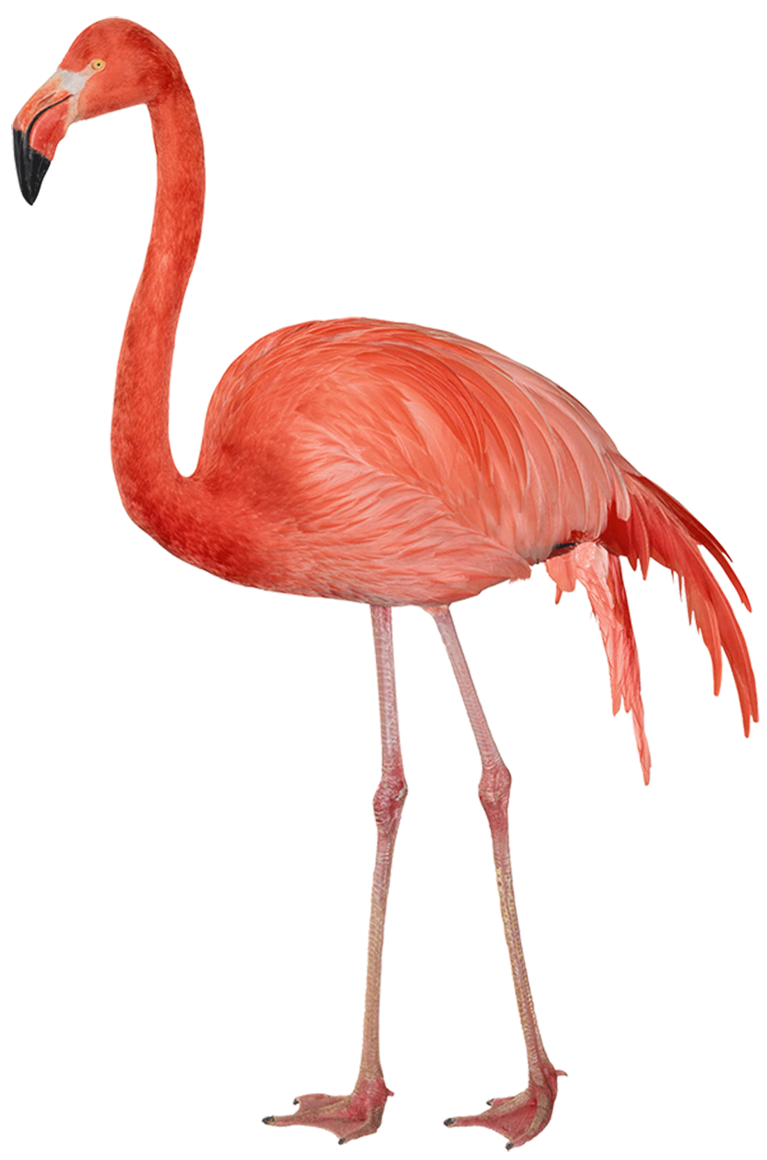 Flaminggo Png - KibrisPDR