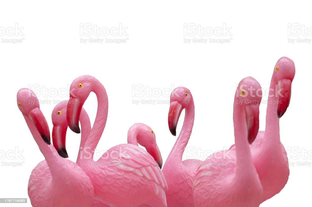 Detail Flamingo Background Images Nomer 31