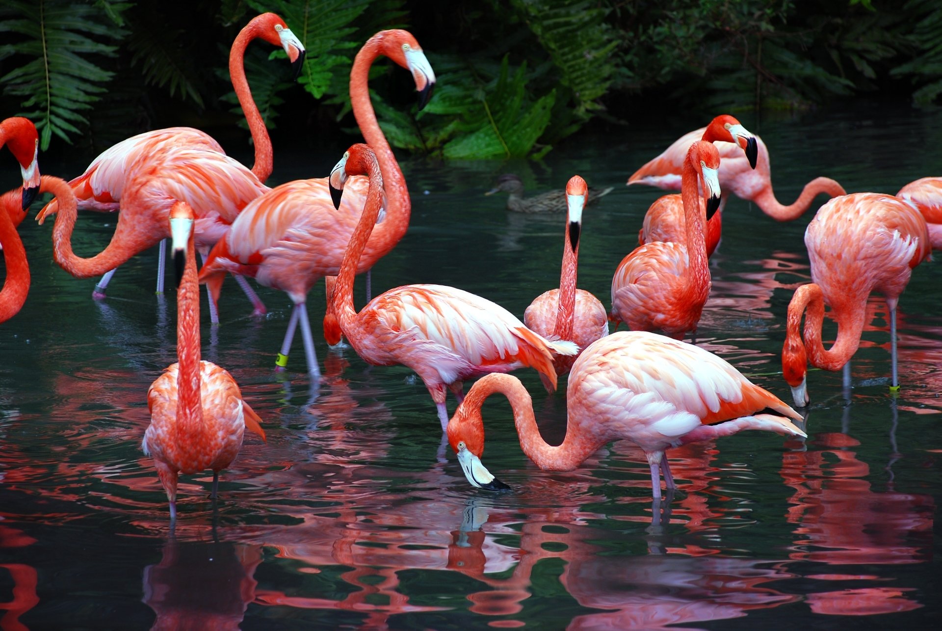 Detail Flamingo Background Images Nomer 38