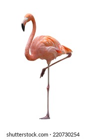 Detail Flamingo Background Images Nomer 45