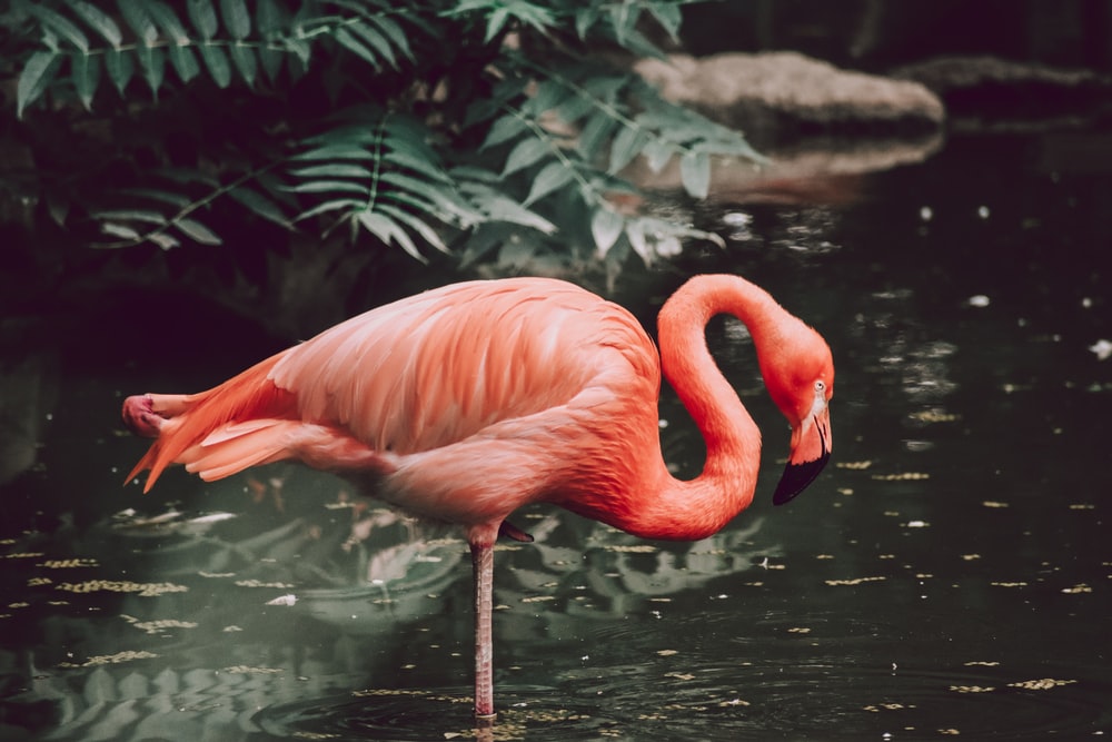 Detail Flamingo Background Images Nomer 50