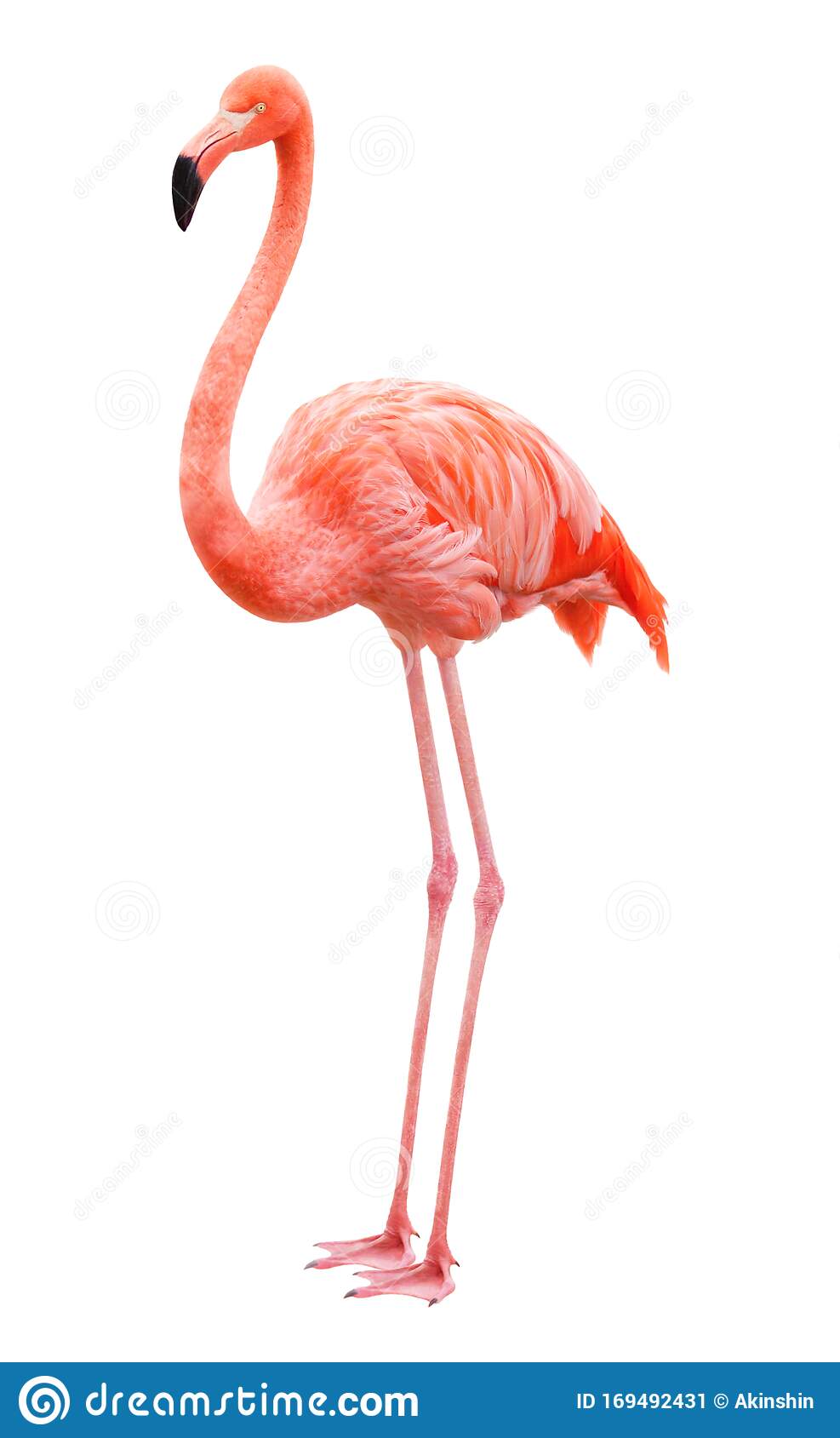 Detail Flamingo Background Images Nomer 52