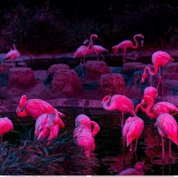 Detail Flamingo Background Tumblr Nomer 21