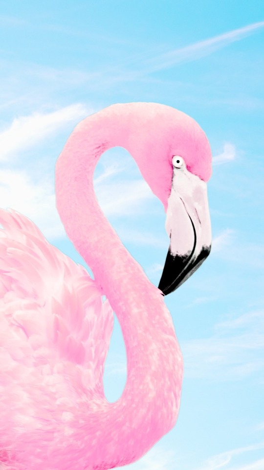 Detail Flamingo Background Tumblr Nomer 24