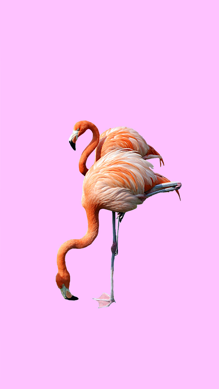Detail Flamingo Background Tumblr Nomer 30