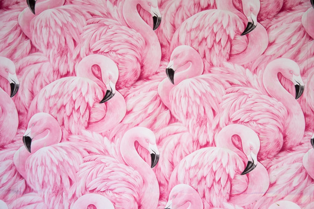 Detail Flamingo Backgrounds Nomer 49