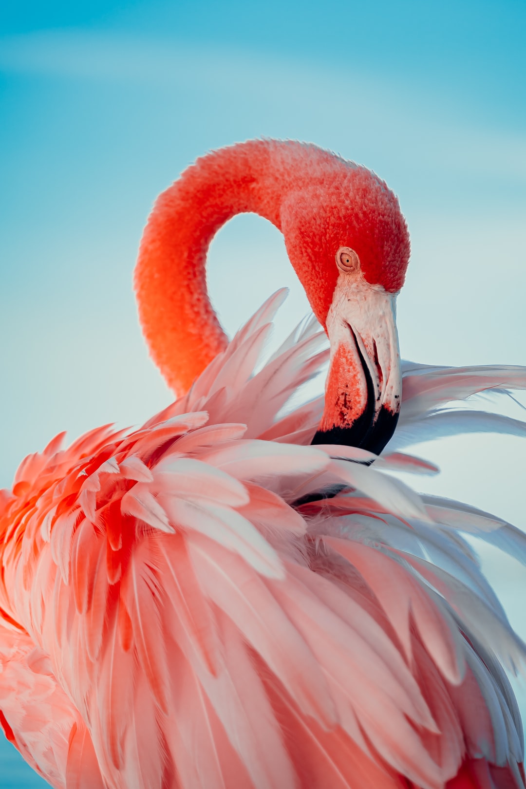 Detail Flamingo Backgrounds Nomer 7