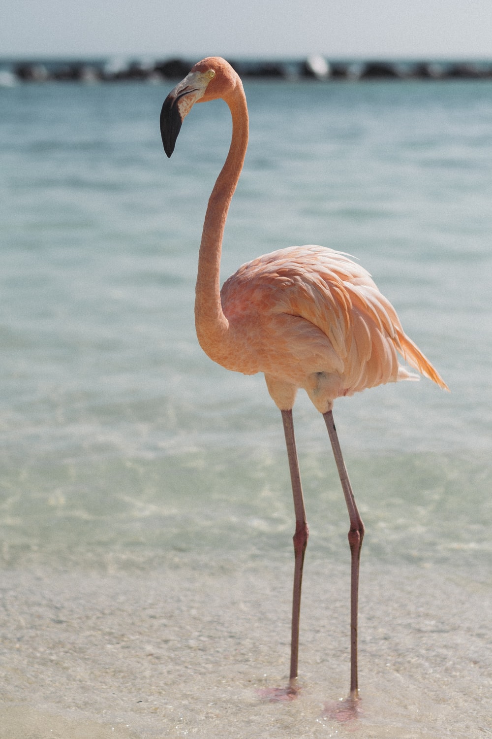 Flamingo Bird Images - KibrisPDR