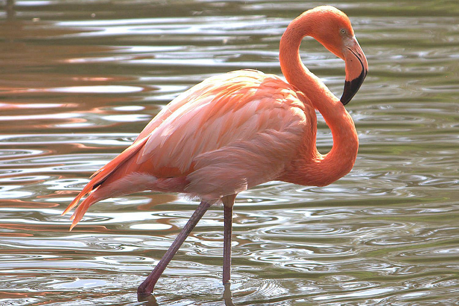 Detail Flamingo Bird Images Nomer 12