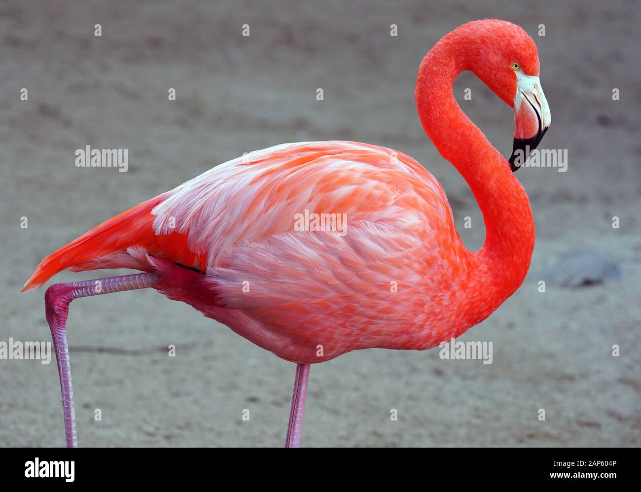 Detail Flamingo Bird Images Nomer 14