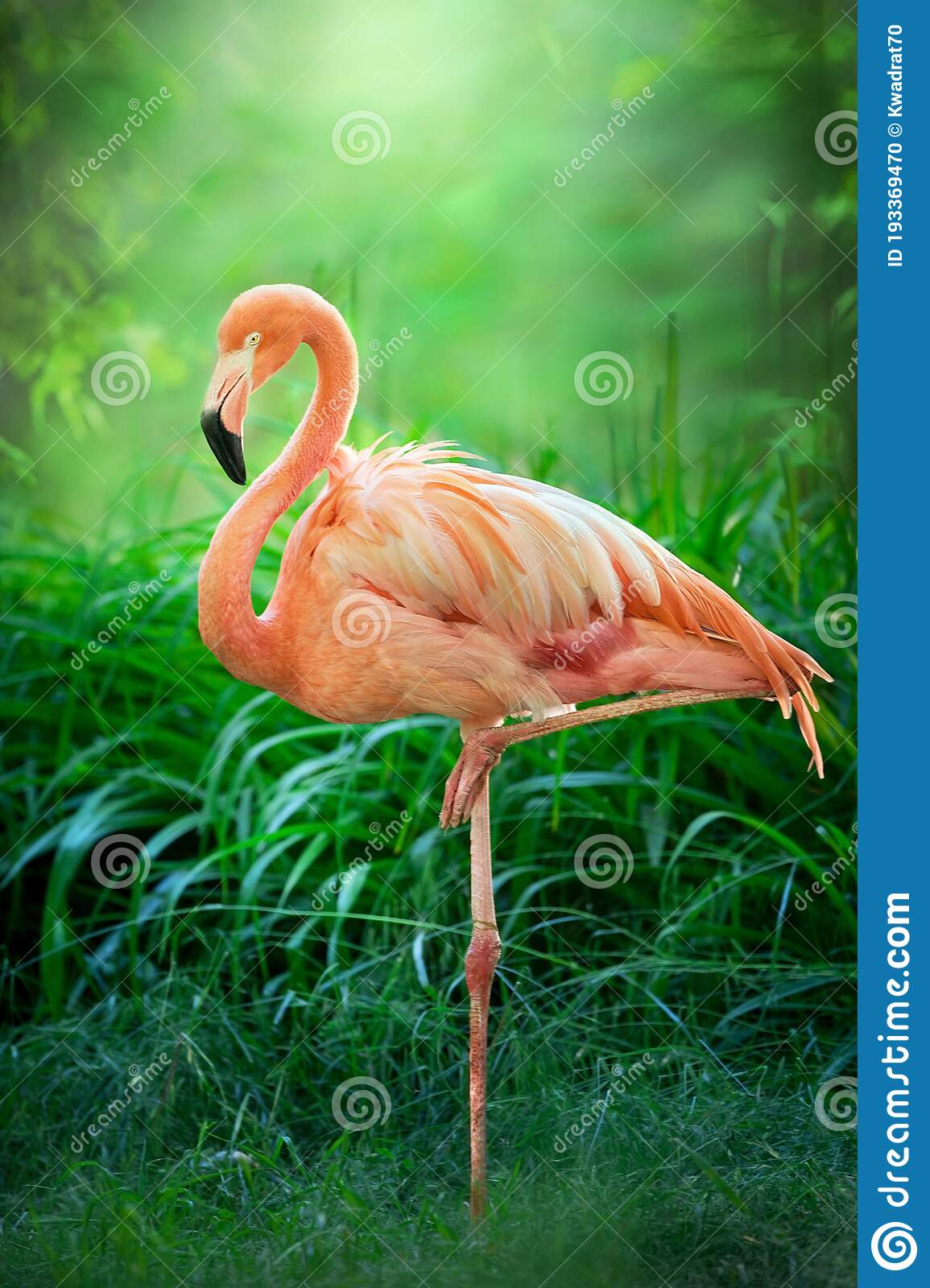 Detail Flamingo Bird Images Nomer 22