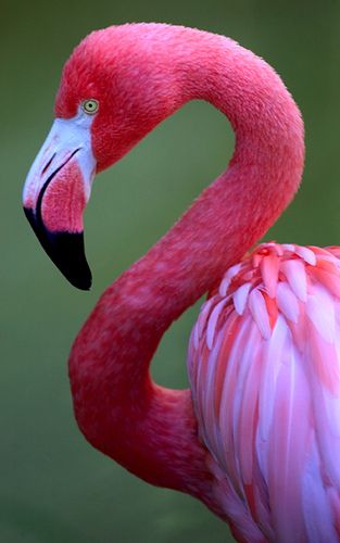 Detail Flamingo Bird Images Nomer 23