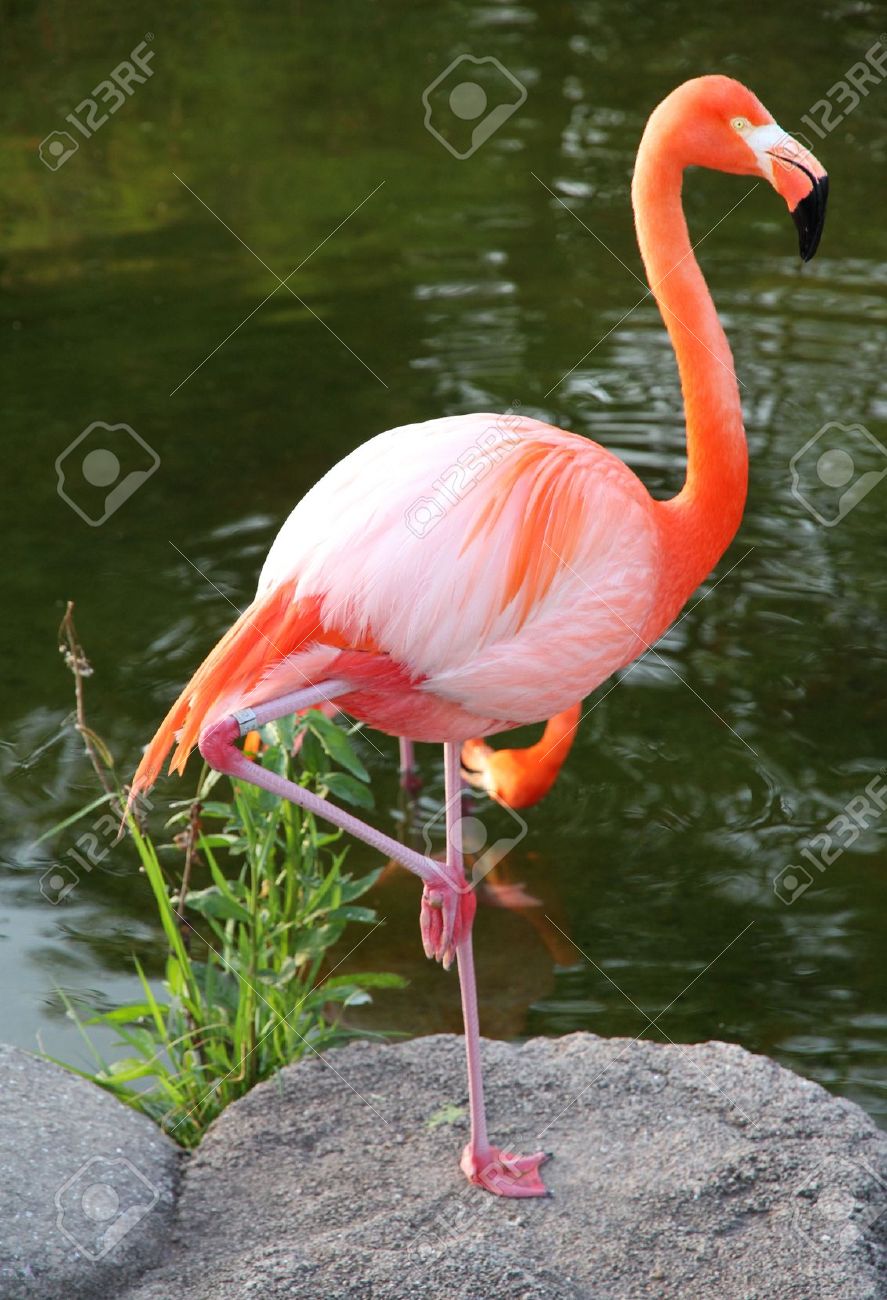 Detail Flamingo Bird Images Nomer 37