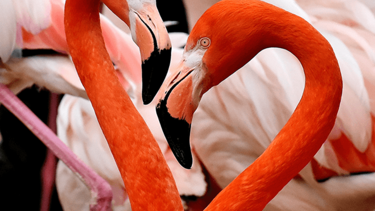 Detail Flamingo Bird Images Nomer 49