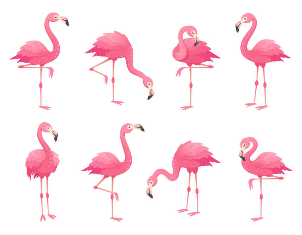 Detail Flamingo Clip Art Nomer 3