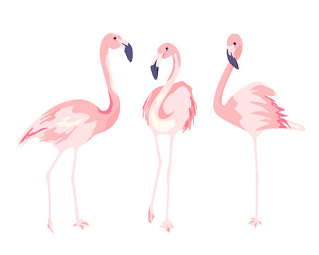 Detail Flamingo Clip Art Nomer 9