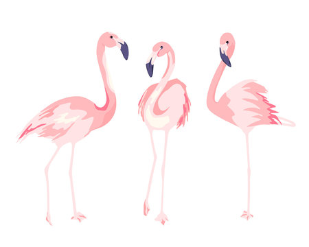 Detail Flamingo Clipart Nomer 35