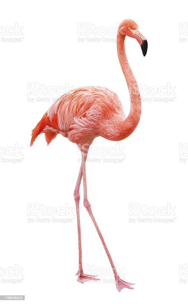 Detail Flamingo Download Nomer 24