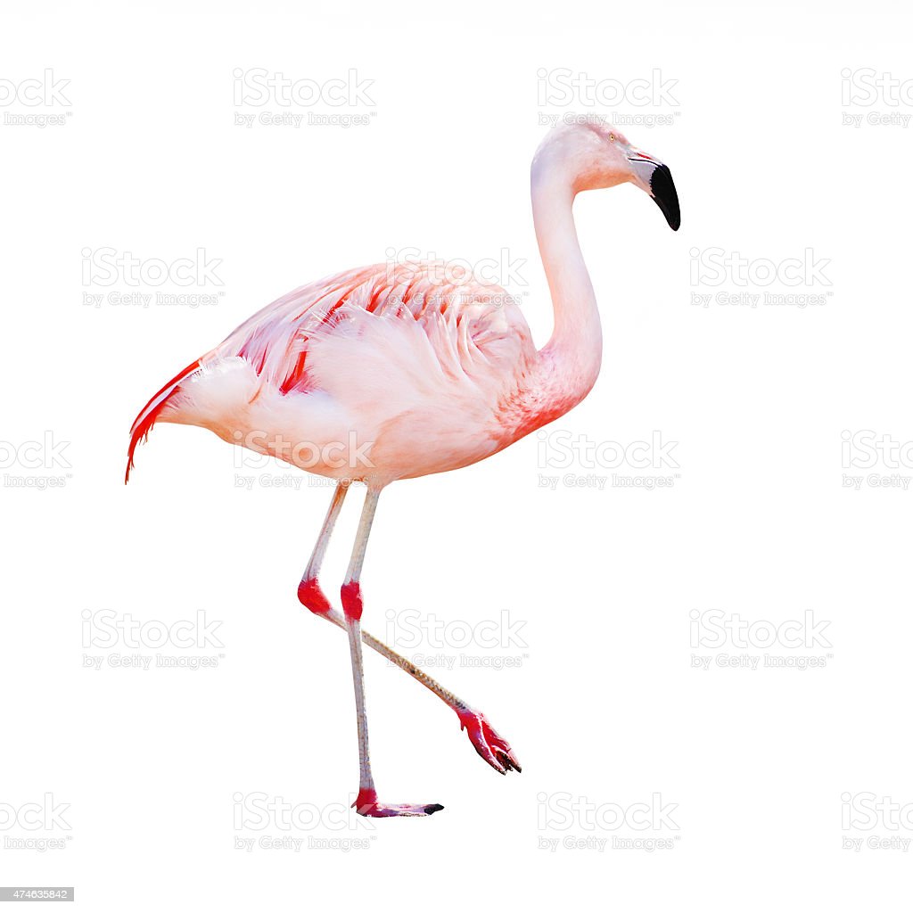 Detail Flamingo Download Nomer 25