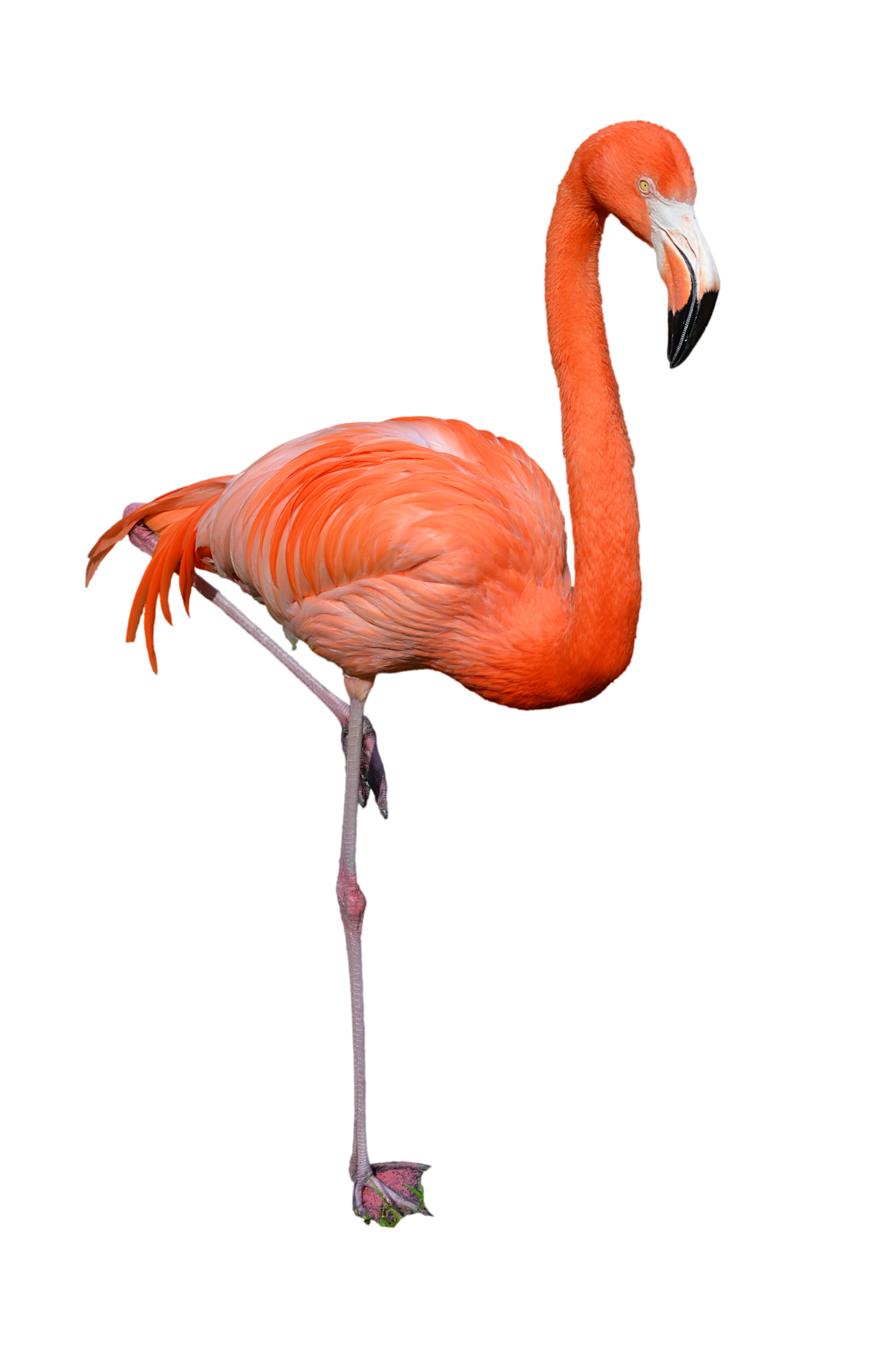 Detail Flamingo Download Nomer 45