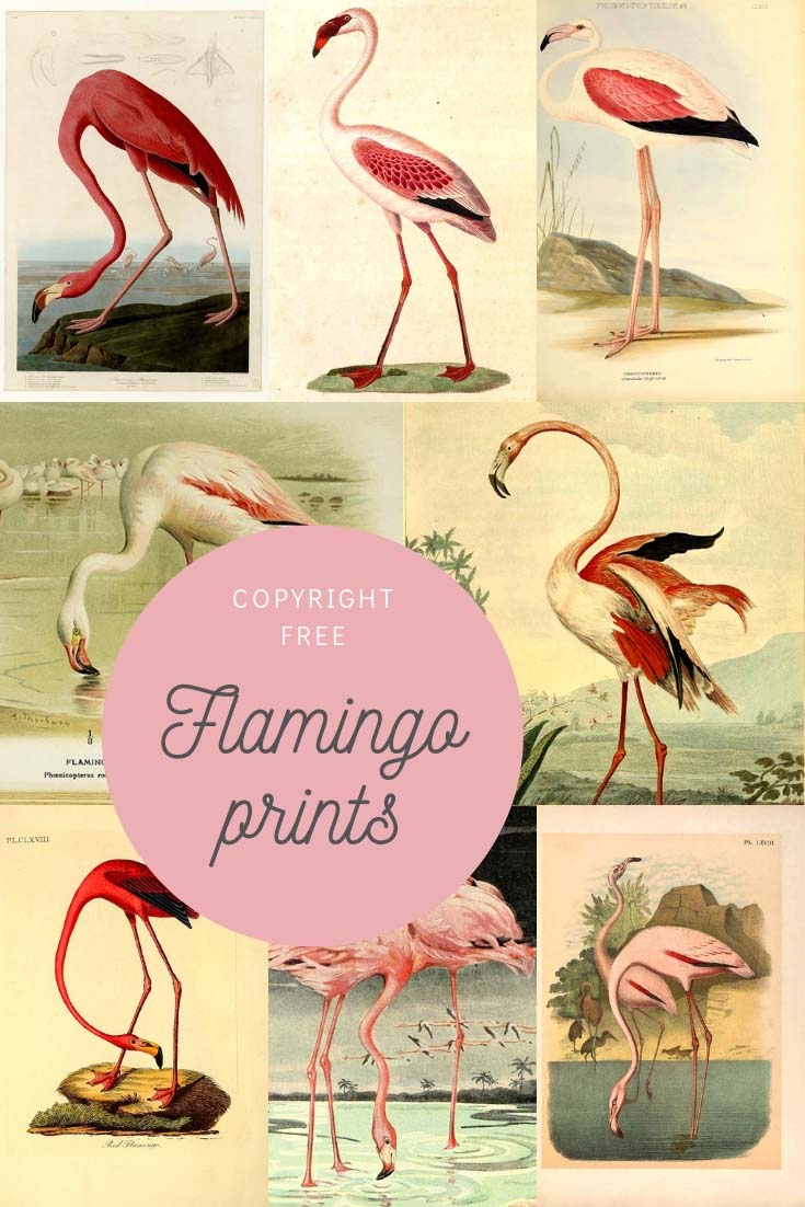 Detail Flamingo Download Nomer 49