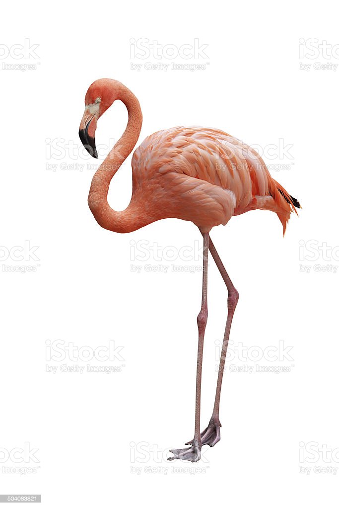 Detail Flamingo Download Nomer 50